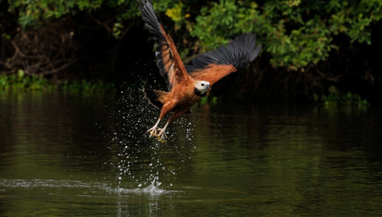 Pousada Rio Claro Poconé Kültér fotó
